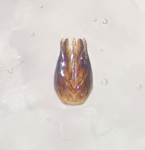 Chrysis daphnis